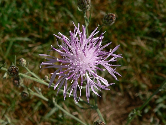 {Centaurea maculosa}